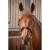 harmony-bridle-hava3na.jpg