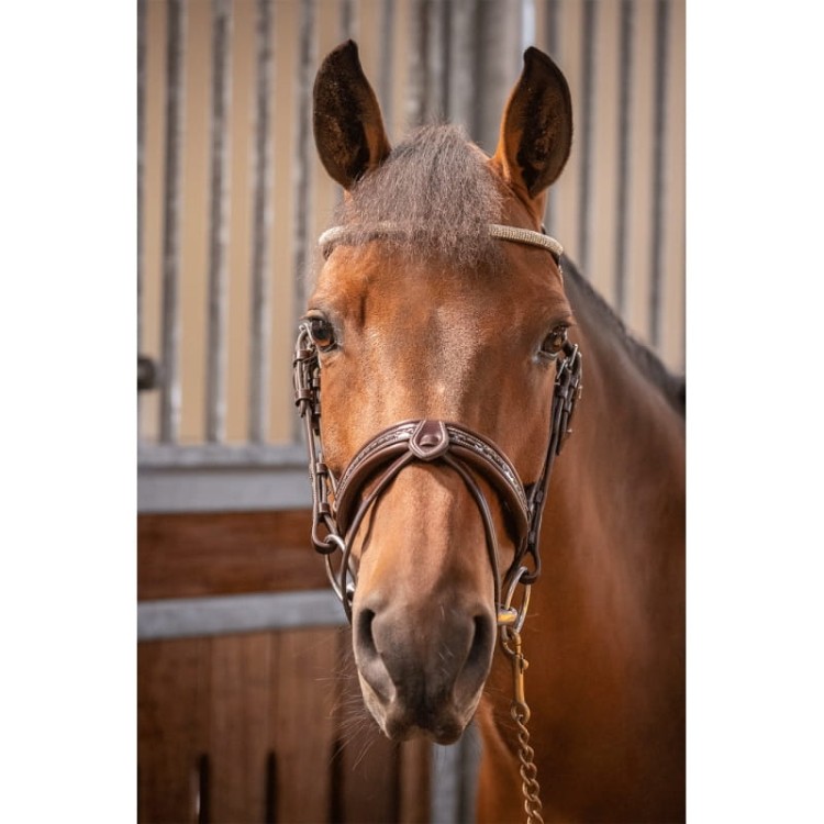 harmony-bridle-hava3na.jpg