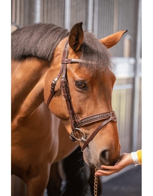 harmony-bridle-havana.jpg