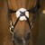 norton-pro-crossed-noseband-bridle (3).jpg