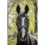 penelope-harmonie-bridle.jpg
