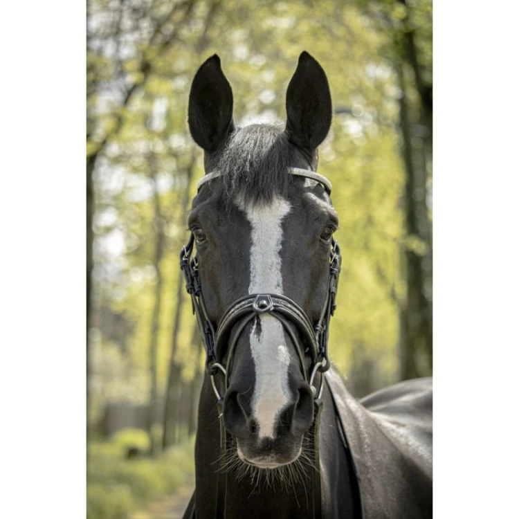 penelope-harmonie-bridle.jpg