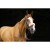 equitheme-teddy-noseband-sleeve (3).jpg