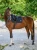 6Tommy-Hilfiger-Upstate-Jumping-Saddle-Pad-Czaprak---Desert-Sky.webp